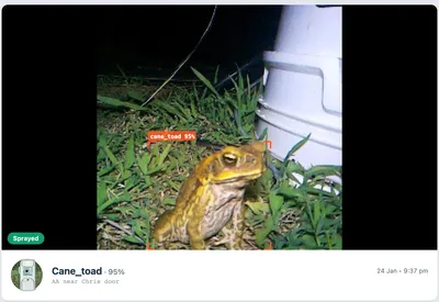 Cane toad detected by ToadTurret AI with bounding box overlay