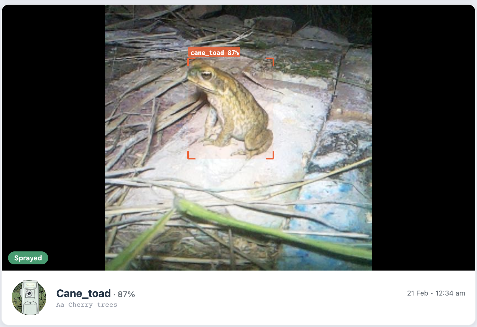 A cane toad detected at 87% confidence on rocky ground at night, with an orange bounding box overlay and Sprayed status badge