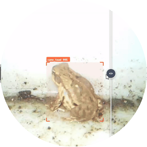 In-app recording showing a detected cane toad before and after a targeted spray